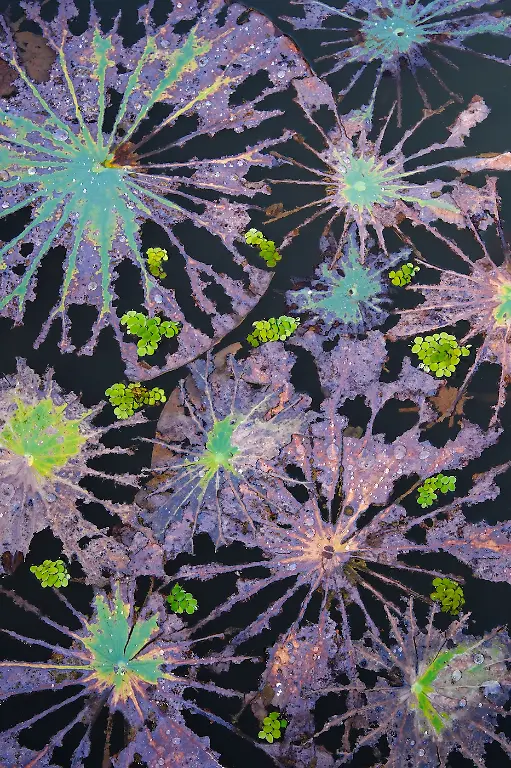 1st-Plants-Rebirth from Destruction-Minghui Yuan-CUPOTY 7-WEB